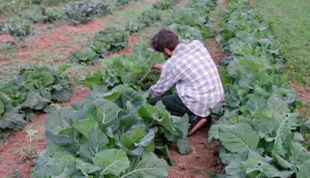 Community-Supported Agriculture