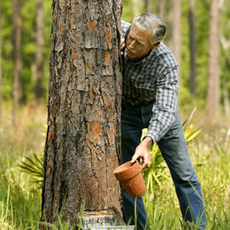 Turpentine Industry in Alabama