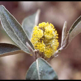 Alabama Croton