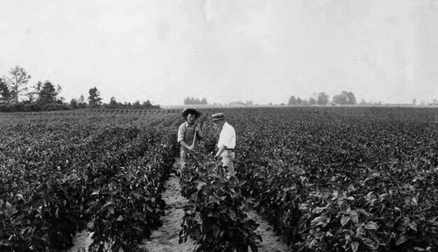 Fyffe Soybean Farm