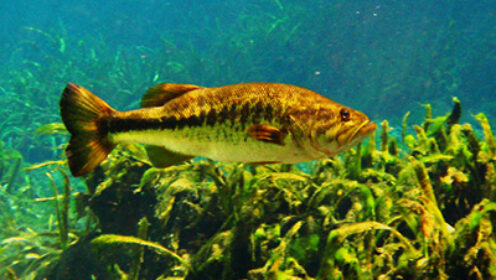 Largemouth Bass