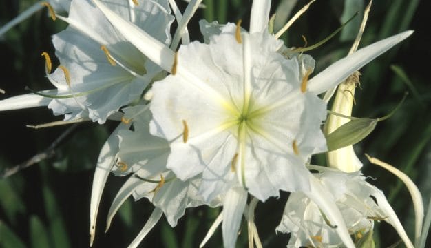 Cahaba Lilies