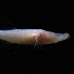 Alabama Cavefish