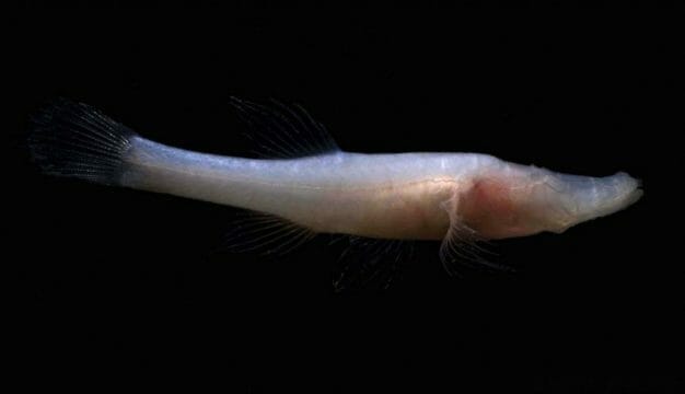 Alabama Cavefish