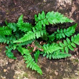 Alabama Streak-Sorus Fern