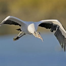 Wood Stork