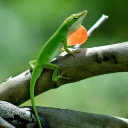 Green Anole