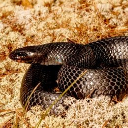 Eastern Indigo Snake