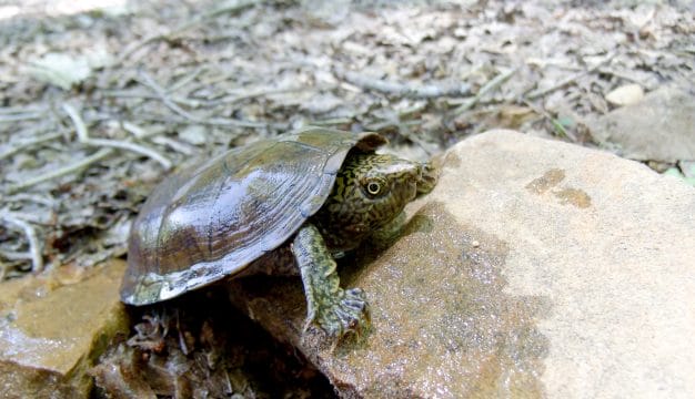 Flattened Musk Turtle