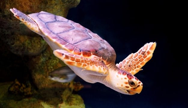 Loggerhead Sea Turtle