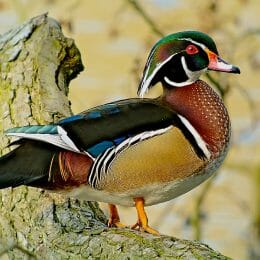 Wood Duck