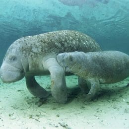 West Indian Manatee