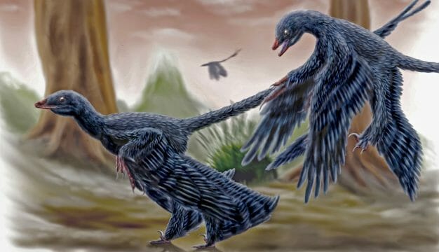 Dromaeosaurs