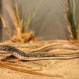 Glass Lizards