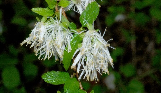 <em>Neviusia alabamensis</em> Blooms