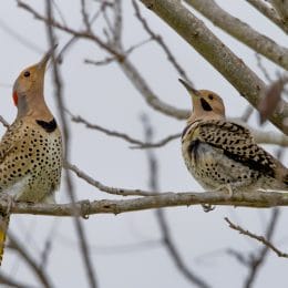 Northern Flicker