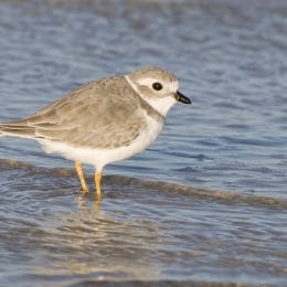 Piping Plover