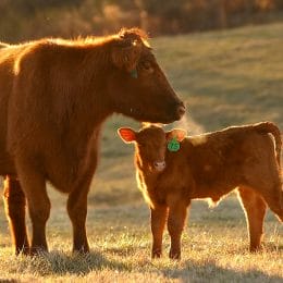 Alabama Department of Agriculture and Industries