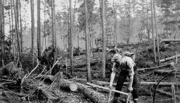 Scaling Trees