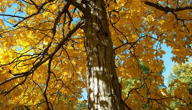 Shagbark Hickory