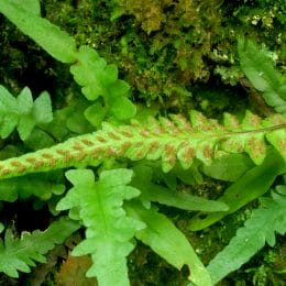 Tutwiler’s Spleenwort