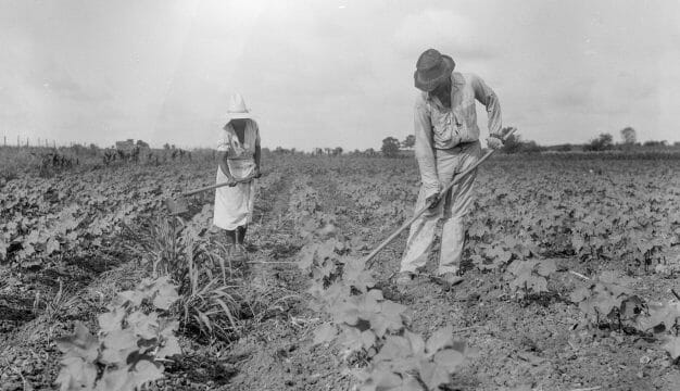 Tenant Farmers Hoeing a Cotton Field