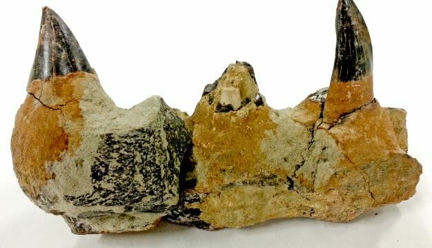 Tylosaurus Teeth