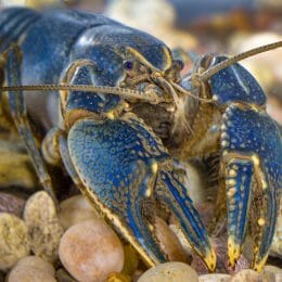 Crayfishes of Alabama