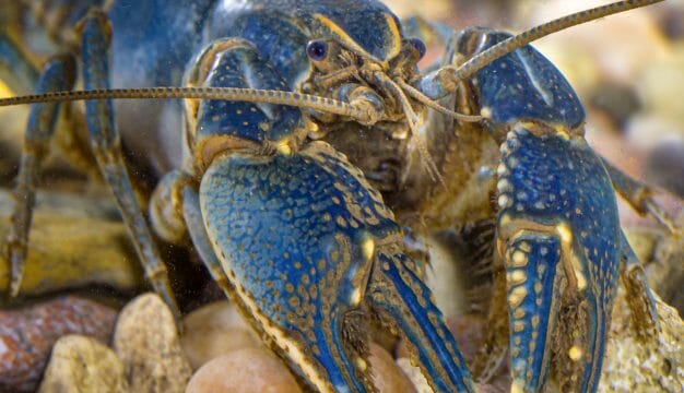 Linear Cobalt Crayfish