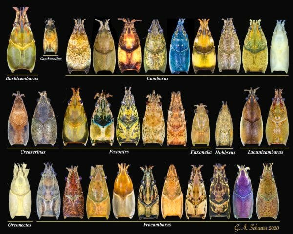 Alabama Crayfish Carapace Colors