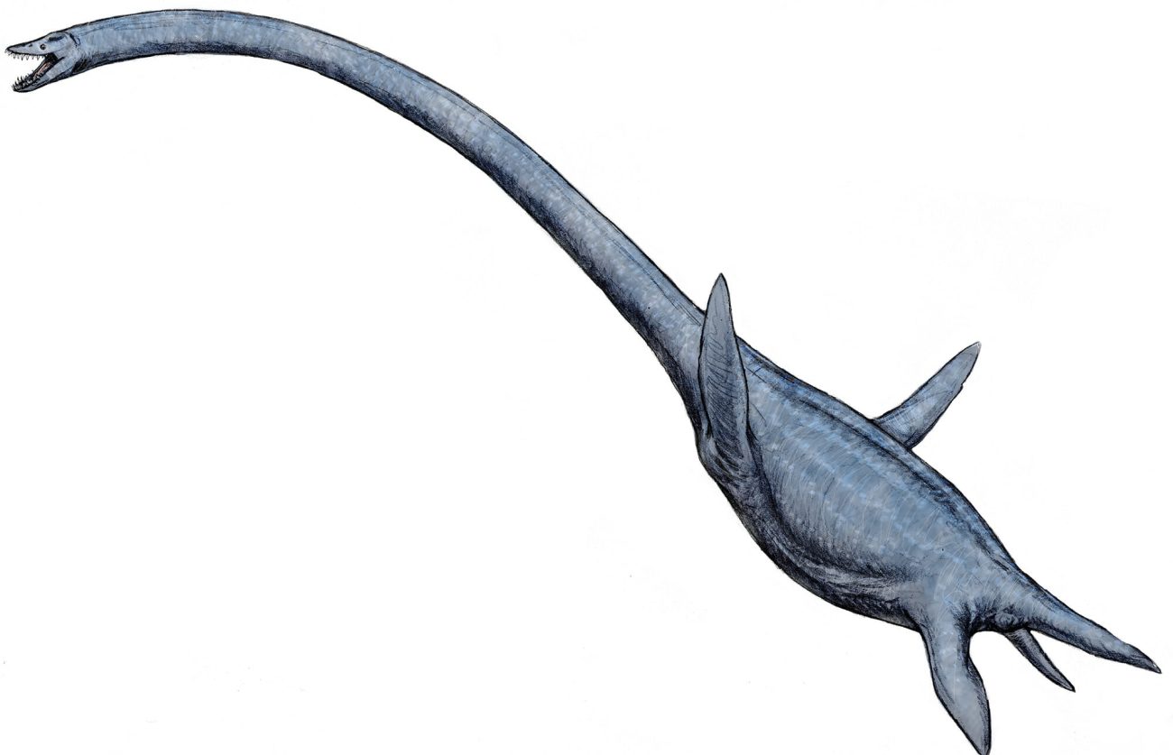 <em>Elasmosaurus</em> Artist's Reconstruction